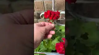 How to Deadhead Geraniums
