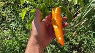 SemiStrani.it - Peperone Dolce Giallo Corno di Toro Giallo
