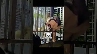 other Dogs Protect vs.. ☠️ #shorts