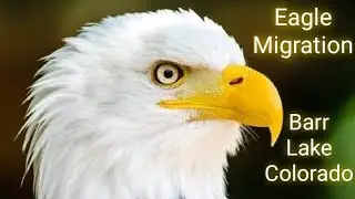 Eagle Migration Barr Lake Colorado🦅