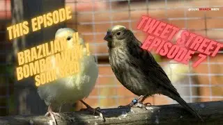 Tweet Street ep 7 - Lizard Canary Keeping.