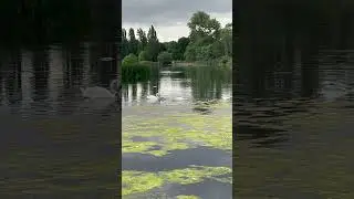 2 adult mute swans and 6 mute swan cygnets next to Italian Gardens in Kensington Gardens #muteswans