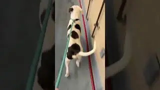 A1970668 Bones on leash through ward saying hi to friends