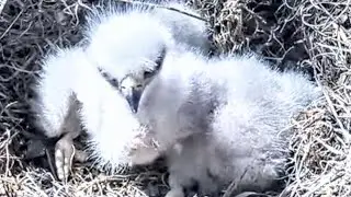 ☀️☀️ 2 chicks close view )). Mom feeds fish 🦈. KNF live