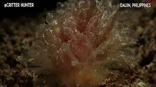 Polybranchia sp. 1 | Project Nudibranch
