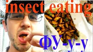 Парень поедает личинки  ФУ-У-У insect eating