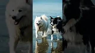 dog racing #shortvideo #shorts #dog #racing