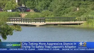 New Strategy For Trying To Catch Gator At Humboldt Park Lagoon