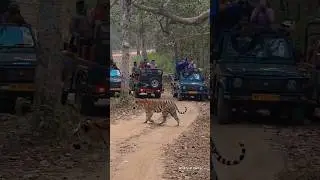 The Langur Warned Us: A Magical Tiger Encounter in Kanha #tigerforest #shorts #kanhatigerreserve