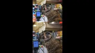 Could your favorite bodega cat become legal now?
