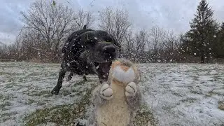 Xmas Dog Dash Squirrel Chase
