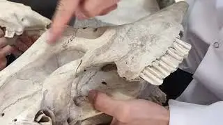 Veteriner Anatomi - Cranium 2 (Splanchnocranium)