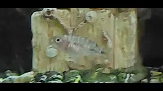 Ruby Peacock Fry update + Colorful OB Peacock Cichlid