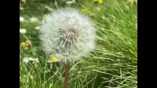 Dandelion