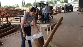 Gobes eucalipto tratado em Pirapozinho , SP