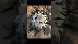 Animales m&aacute;s aterradores de Australia