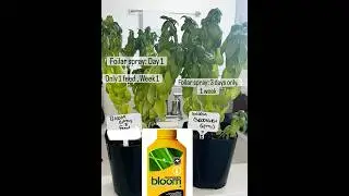 R&D GROIGEN foilar and free trial