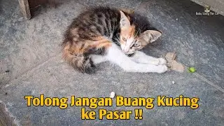 Beginilah Keadaan Pasar yang Dihuni Banyak Kucing Terlantar | Pasar Tempat Pembuangan Kucing #cat
