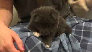 5 1/2 week old F2 Pomsky Puppies!  Blue Eyes!