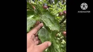 My apple orchard visit at Shalkher DB Pooh Kinnaur HP #NaturalFarming #OrganicFarming #KinnaurApple