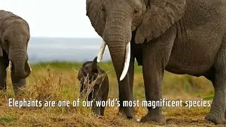 WWF Commercial.