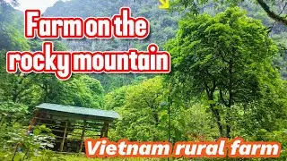 Vietnam Country Village Life - A day of work on the farm, cutting grass, catching snails and cooking