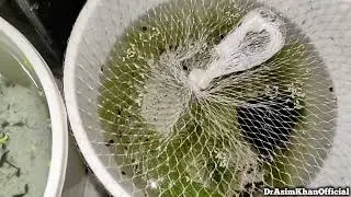 Animal & Fish Farm Update! Betta, Corydora, Guppy Fry, Finch Chicks & Owls | Farm Maintenance Vlog