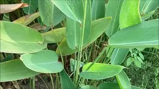 再力花（Thalia dealbata Fraser）