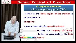 Neural Control of breathing