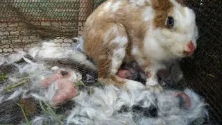 Rabbit mom giving birth to 9 baby bunny. Rabbit give a birth. new baby rabbit cute. pet & animals