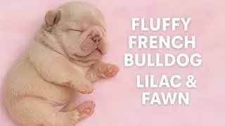Ultra Rare Fluffy French Bulldog &mdash; Lilac/Isabella Merle