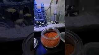 feeding my fish on 90 gallon tank #shortvideo #fish #fishkeeping #follow #africancichlids #aquarium