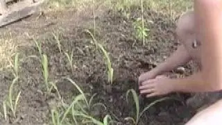 Planting out your sweetcorn - Claire's allotment part 40