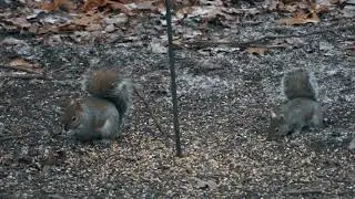Squirrels