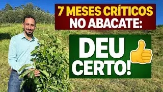 Abacate com 7 meses pós-plantio: como superar as maiores dificuldades do início do pomar