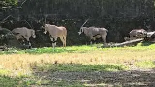 東非劍羚Beisa Oryx/Taipei Zoo 