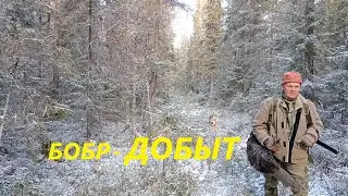 Охота.  бобр идёт в капкан на мой  сторожок. (ноябрь 2025)