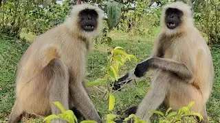 Langur Monkey Funny Moments 🐒 | Smart Langur Behavior in Jungle | Indian Langur Video #Wildlife