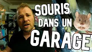 Comment éliminer les SOURIS dans la MAISON ? (épisode 1)