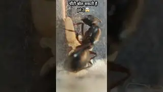 Aaj Us Rani Cheeti Ne Mujhe Dhamki De Di 😳 | Ant Can Speak &ndash; Part 3 | #queenant #shorts ......
