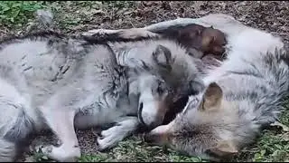 Wolf Cubs Feeding For The First Time w/ Mom & Dad: Be Like Wolves!!