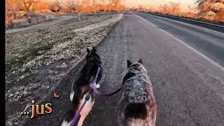 Evening Walk With My Two Best Friends |sunset dog walk POV