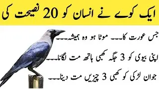 Advice of Crow | Quotes About Life Urdu | Golden Words | Rumi Quotes | Sunhary Haroof