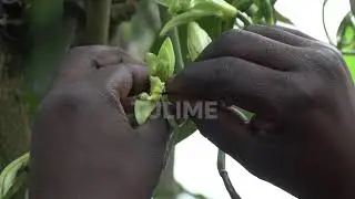 HAND POLLINATION IS NECESSARY FOR VANILLA TO THRIVE #agriculture #farming #farmer #agro #vanilla