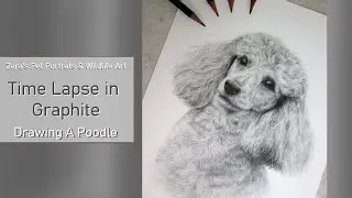 Poodle Drawing in Graphite | Pet Portrait
