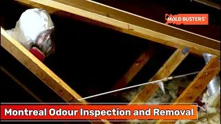Montreal Odour Inspection and Removal - Mold Busters
