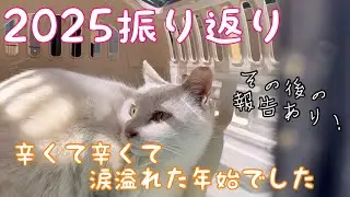 【涙】2025最も悲しい決断をして号泣したミケとユキの避妊手術編。（最後に嬉しい報告あり）