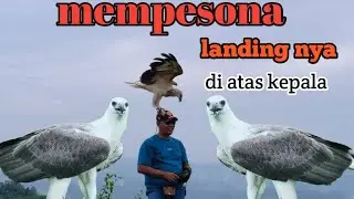 Elang landing di atas kepala #birds #shorts #shortvideo #fyp #fypシ゚viral #trending #trendingshorts