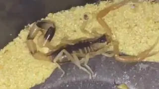 Ещё одна линька скорпиона, Uroplectes Otjimbinguensis, удивительные цвета