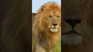 Male African Lion slow motion walking